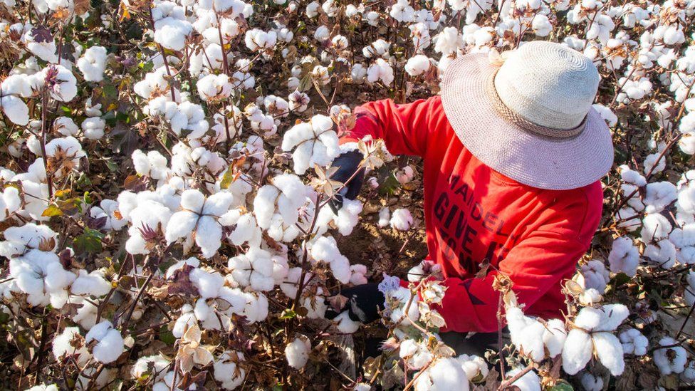 Cotton fields with fashion workers