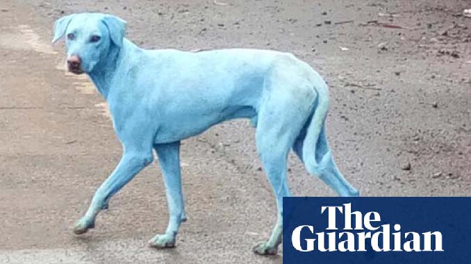 blue dog