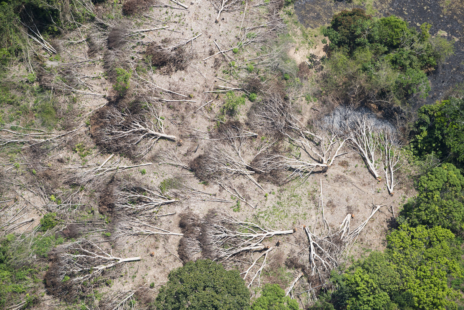 amazon Deforestation