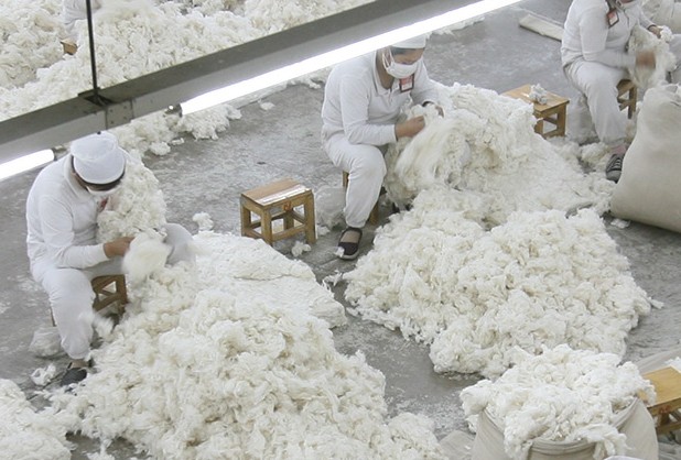 Uighur cotton picking