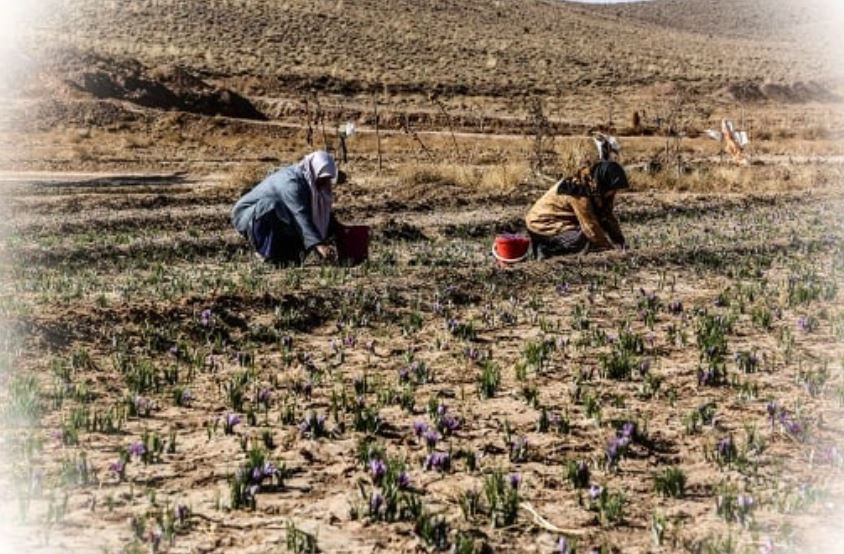 Zeravand's farmers in Iran, Zaravand